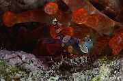 Thor-amboinensis crevette thor-Bonaire Buddy Reef-13m-20180222nuit-Denis-ADER-C_7611-1_tn